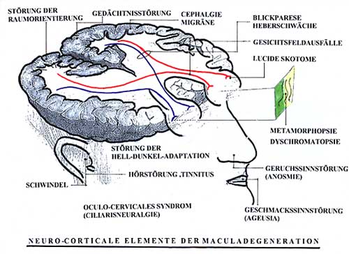 Neuro-Corticale Elemente der Maculadegeneration