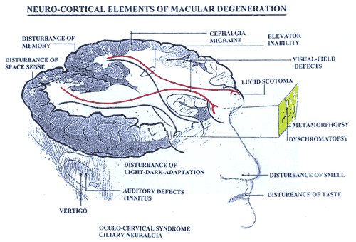 Neuro-Cortical Elements of Macular Degeneration
